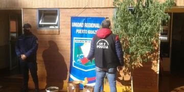 Además de la planta había otros ocho plantines\u002E