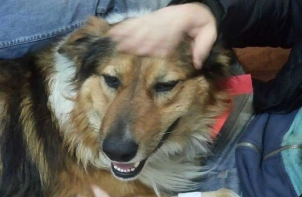 Quisieron despellejar a un perro callejero en Alta Gracia
