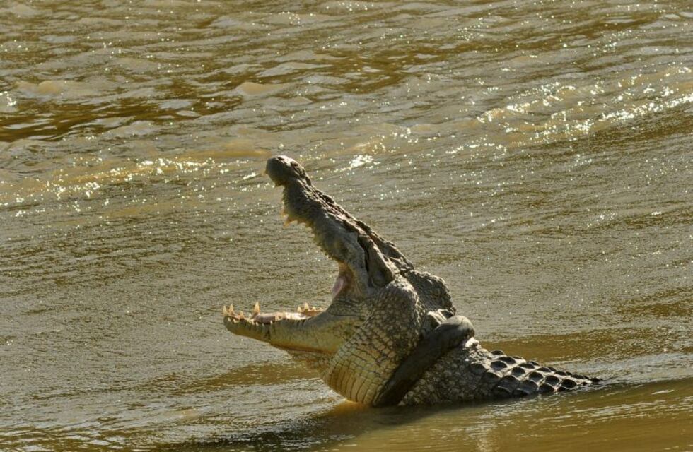 Coronavirus: violó la cuarentena y se lo comió un cocodrilo