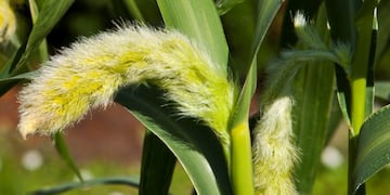 Moha forrajera- Setaria Italica