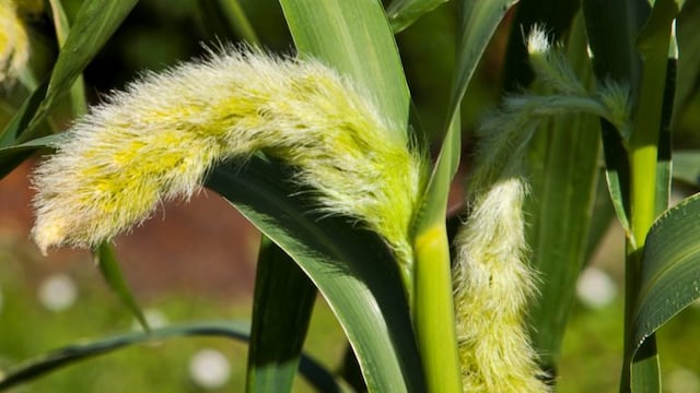 Moha forrajera- Setaria Italica