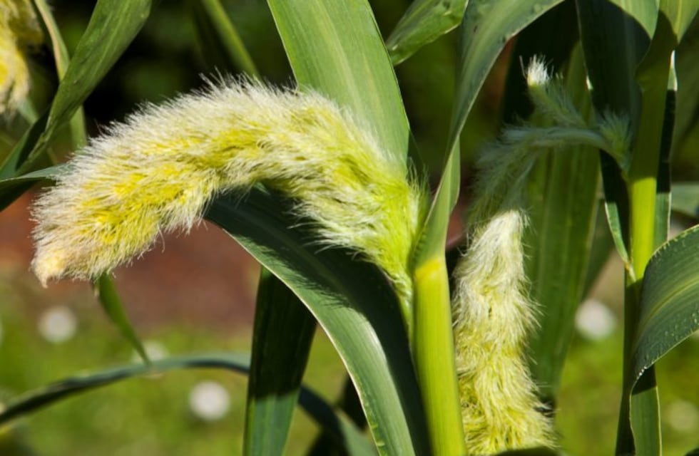 Especies forrajeras: la moha