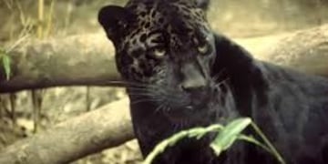 Jaguar negro (imagen ilustrativa)