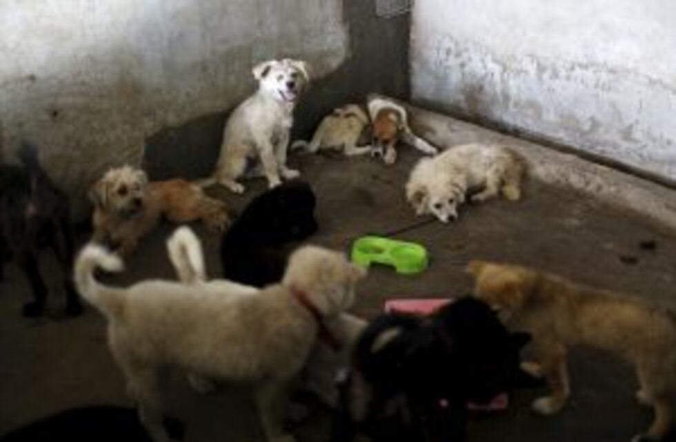 Alta Gracia reduce 50% el impuesto a la propiedad para quienes adopten perros callejeros