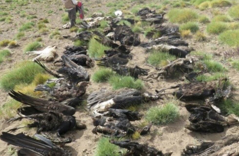 El detenido por los Cóndores muertos negó ser el autor del envenenamiento