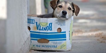 Desinteresadamente brinda su ayuda a los perros callejeros. En esta oportunidad busca encontrarle un hogar a 4 cachorros. / Imagen archivo.