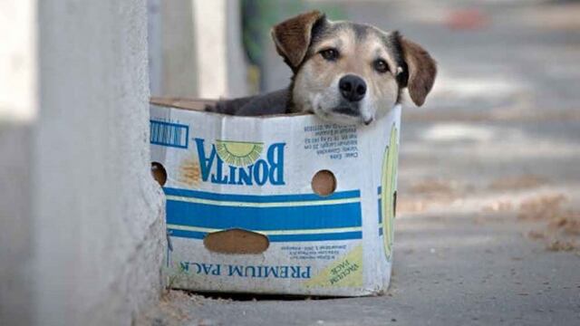 Es una iniciativa del municipio maipucino para que los perros y gatos callejeros puedan encontrar hogares con mucho amor.