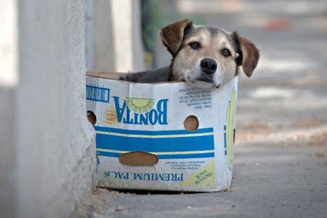 Desinteresadamente brinda su ayuda a los perros callejeros. En esta oportunidad busca encontrarle un hogar a 4 cachorros. / Imagen archivo.