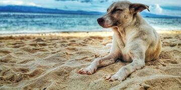 Crecen las consultas por hospedajes pet friendly en todo el mundo\u002E