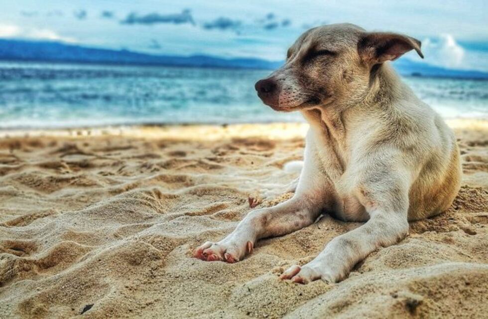 Viajar con las mascotas: una tendencia que crece en todo el mundo