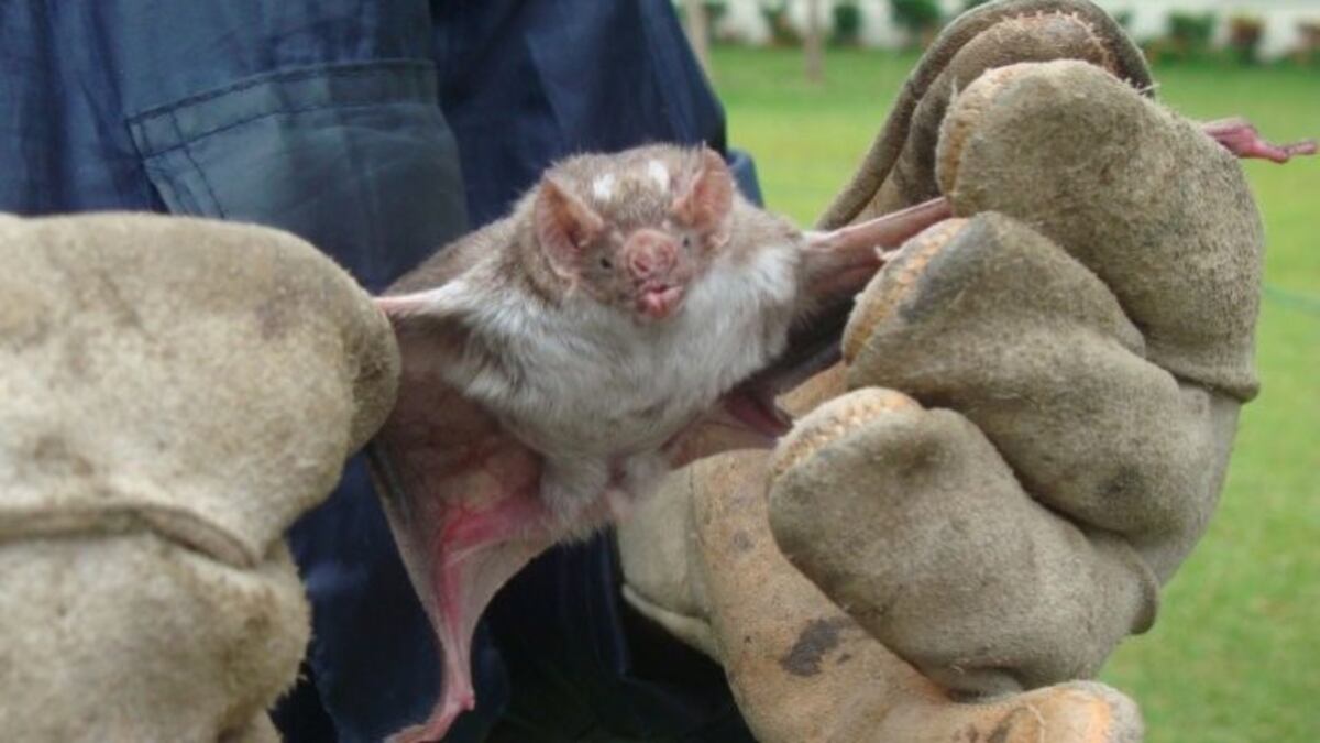 Aparición de murciélagos con rabia (Imnequén)\u002E