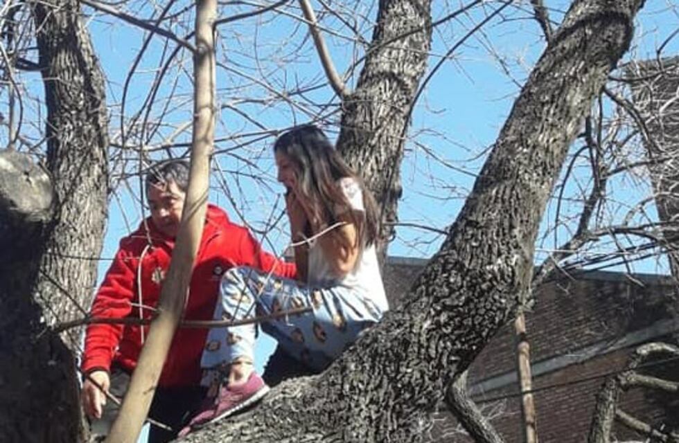 Un gato subió a un árbol, su dueña quiso rescatarlo: los salvaron a ambos