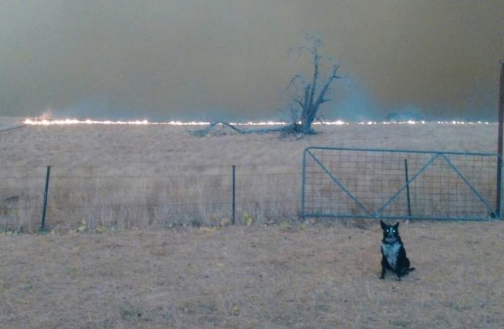 Patsy, el perro que salvó a un rebaño de ovejas de los incendios en Australia