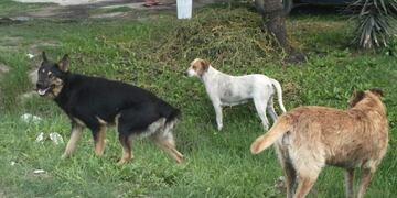 Perros abandonados en Mar del Plata\u002E