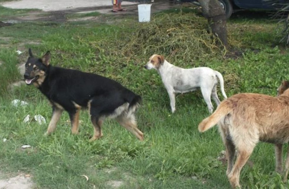 Según el candidato de Consenso Federal en General Pueyrredón hay más de 20 mil perros abandonados