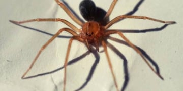 Araña Bahía Blanca