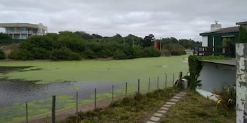 algas en la costa de Claromecó