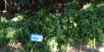 Se secuestraron 80 plantas de cannabis sativa en Río Ceballos\u002E