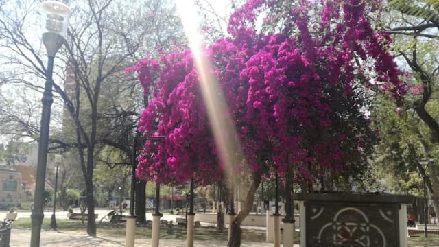 Foto: Mariana Herrera\u002E