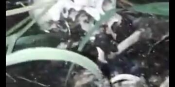 Los restos u00f3seos fueron hallados en Las Flores.