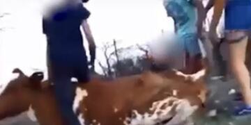 Maltratan a una vaca en San Javier