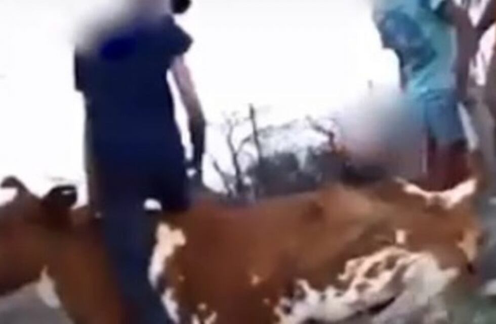 Se filman maltratando a una vaca y se ganan el repudio generalizado