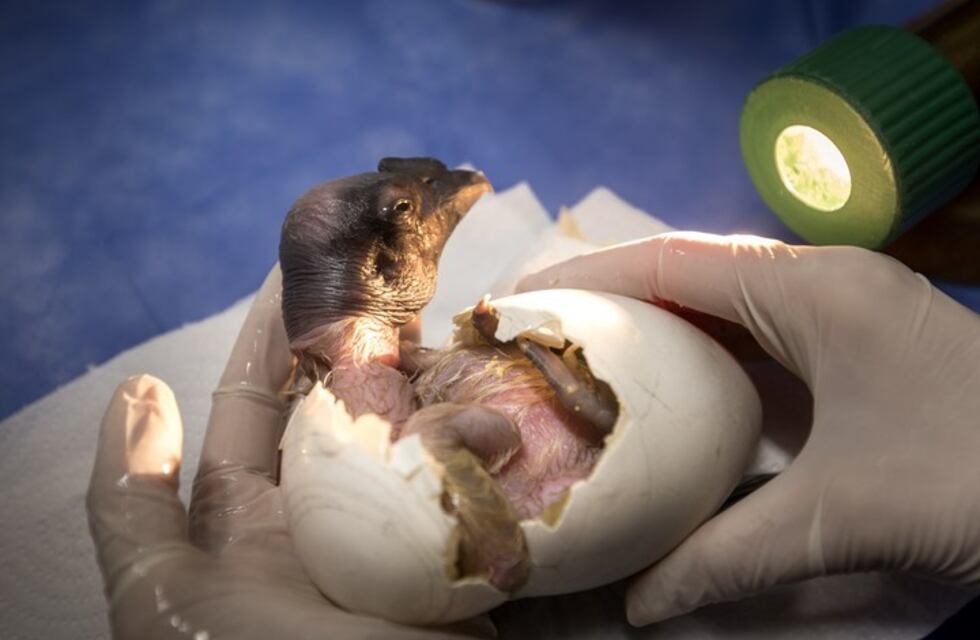 Así nació un cóndor andino en el Ecoparque porteño