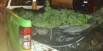 La Policía secuestró las plantas\u002E