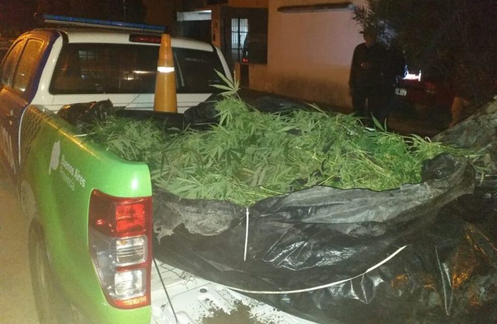 Escucharon ruidos en los techos, llamaron al 911 y la policía terminó encontrando plantas de marihuana