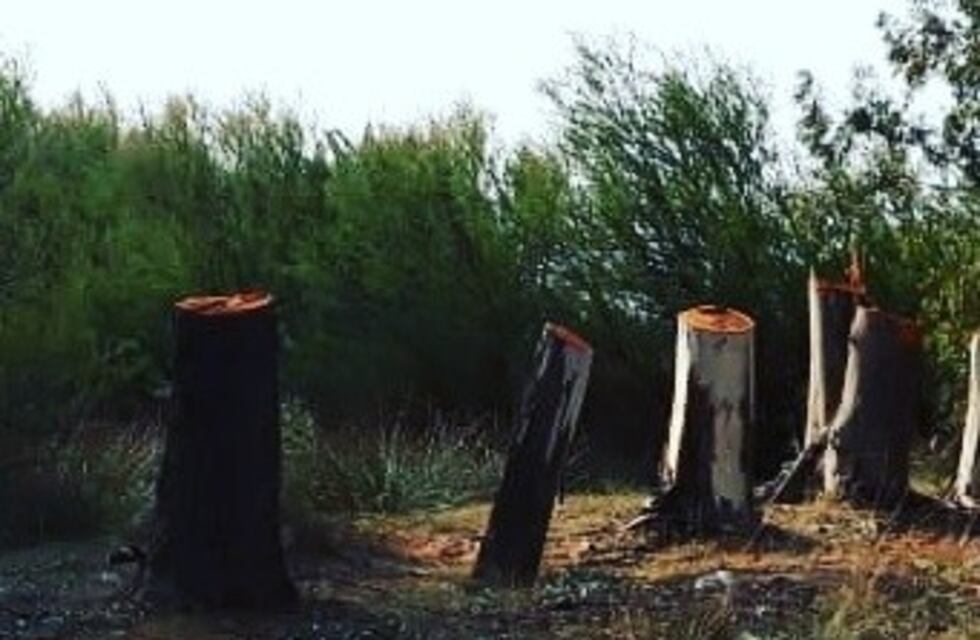 Pedirán informes oficiales sobre la tala de árboles en el camino del Puente Negro