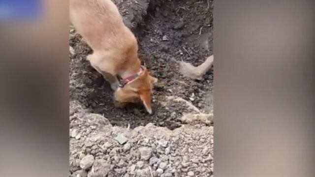 Perro entierra a su amigo