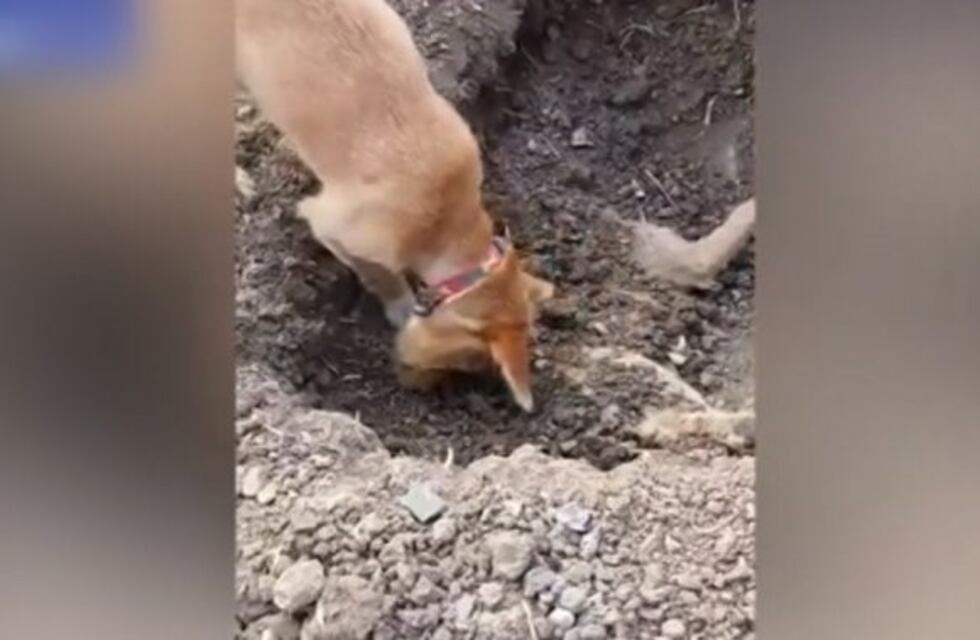 Un perro entierra a otro que murió atropellado por un auto