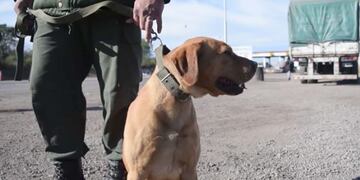Tango y Tayler, los perros de gendarmería