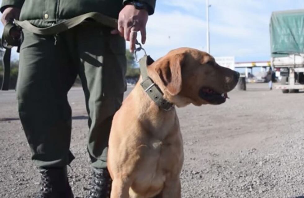 San Juan: gracias a un perro de Gendarmería descubrieron droga en un auto