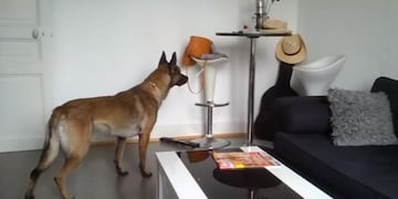 perros