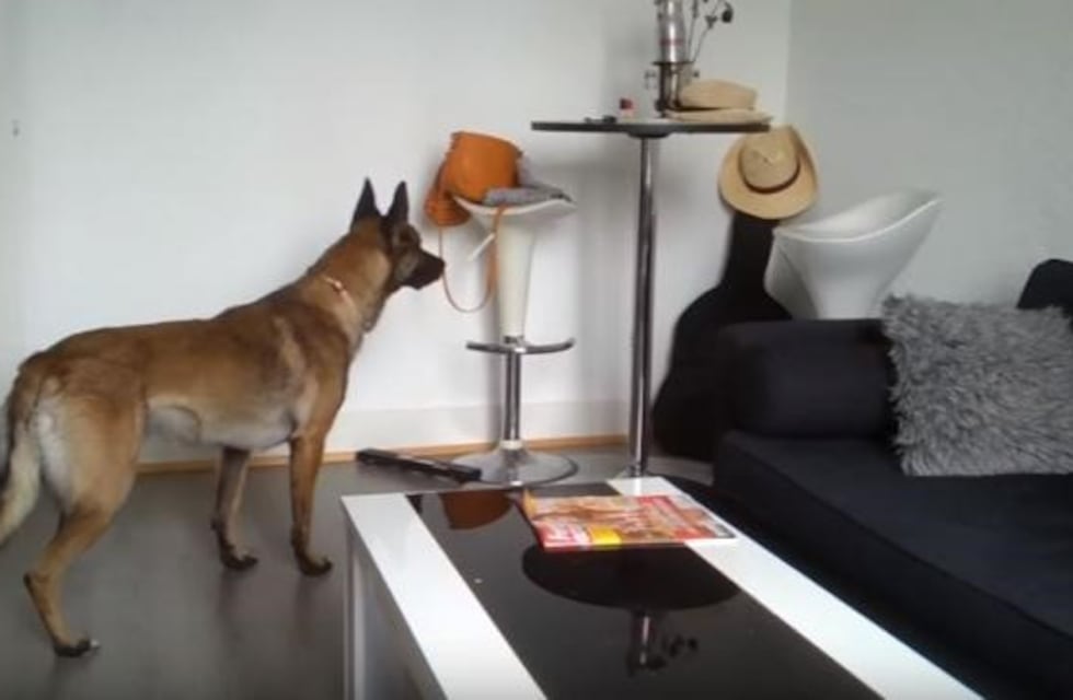 Se viralizó un video donde se observa a un perro que retrocede atemorizado, tras reconocer a un fantasma