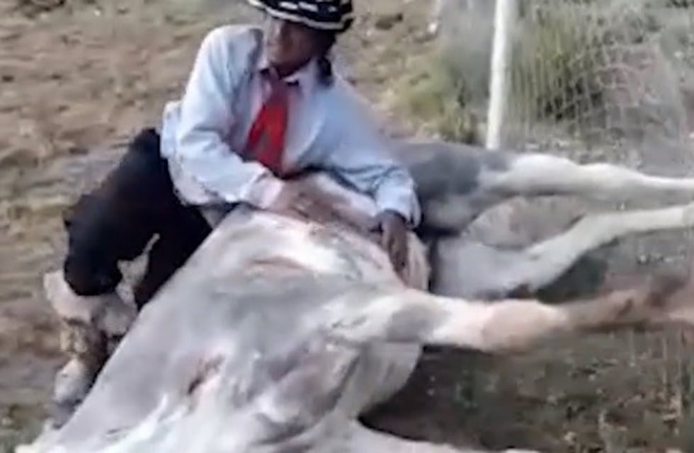 Un caballo muerto luego de batalla campal en el Día de Malargüe