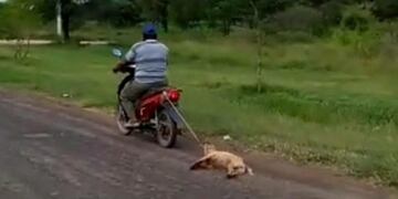 Perrita maltratada en Formosa