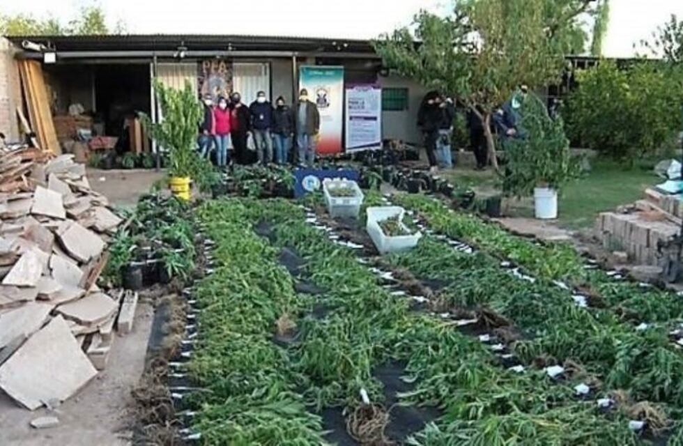 Tenía 1500 plantas de marihuana pero dice que eran para "consumo personal"