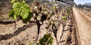 La helada produjo graves daños, en espacial en la vid, que está en pleno crecimiento\u002E