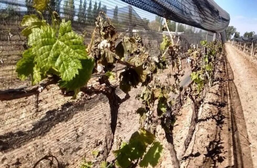 Graves pérdidas en los viñedos por la helada