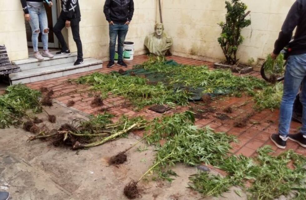 Fueron a investigar un posible robo y hallaron 34 plantas de marihuana