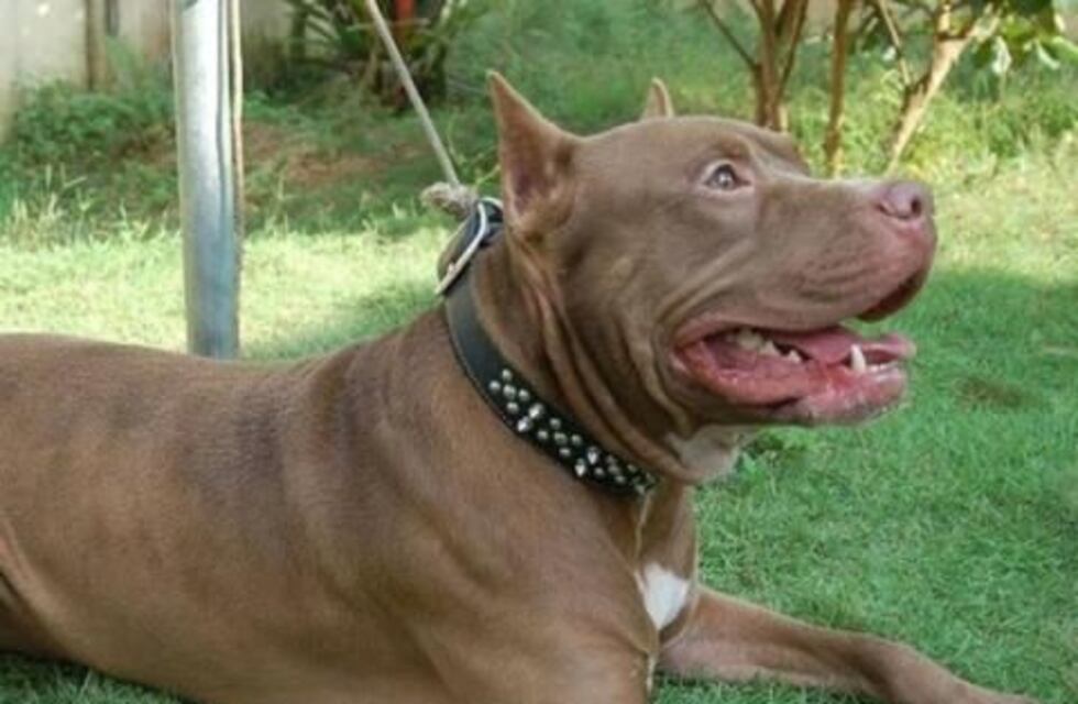 Un nene de 4 años fue atacado por su perro Pitbull