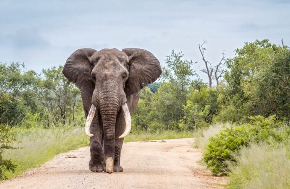 Video: un hombre quiso hipnotizar a un elefante y murió aplastado