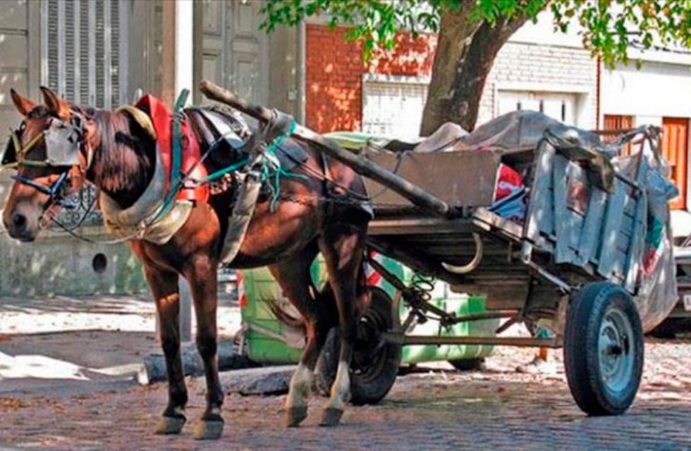 Se realiza este domingo la consulta popular para eliminar la tracción a sangre
