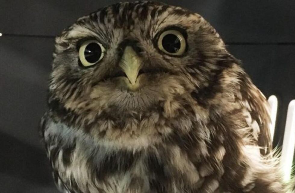 Encontraron a un búho obeso que no podía volar, lo pusieron a dieta y lo liberaron