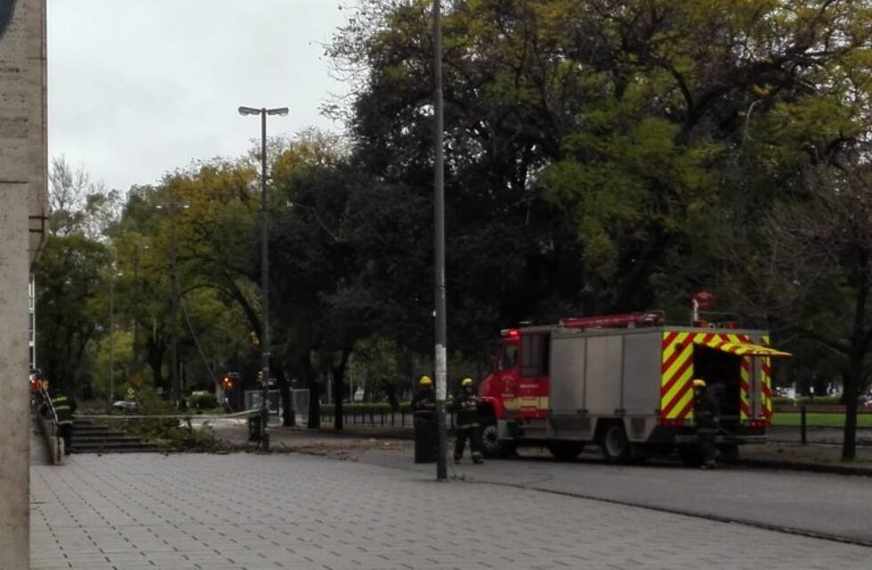 Cayó un domingo: la tormenta derribó un árbol frente a una de las entradas a Tribunales