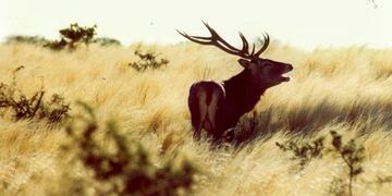 Lanzamiento de la Temporada de Brama 2020 (CFI)