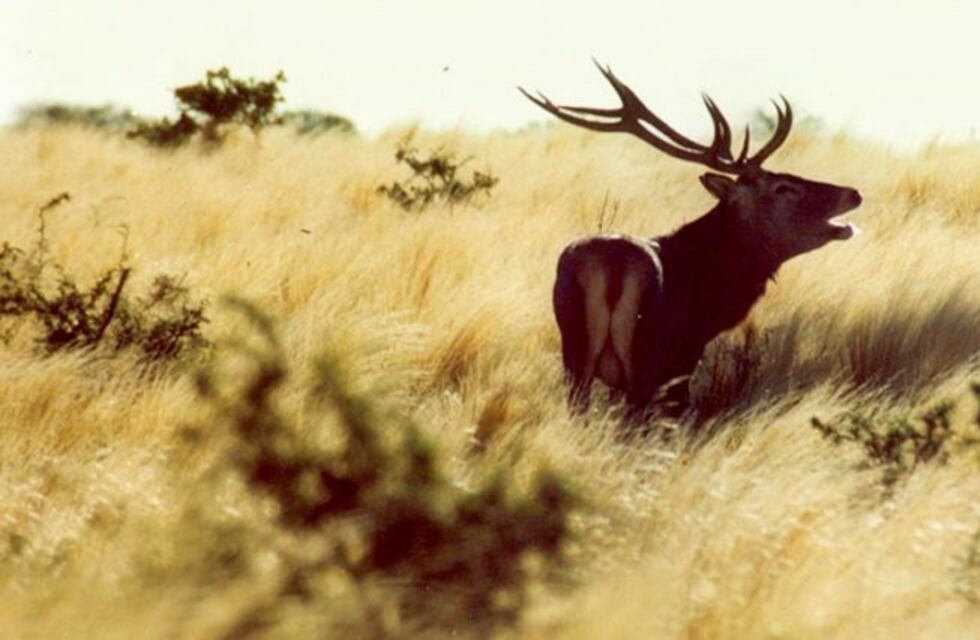 La Secretaría de Turismo de La Pampa presentó la Temporada de Brama 2020 en Buenos Aires