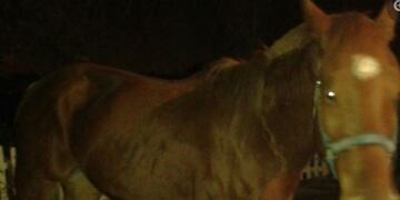 La Policu00eda de Seguridad Rural tomu00f3 conocimiento del robo de un caballo macho raza alazu00e1n colorado, el cual estu00e1 valuado en alrededor de 150 mil pesos\u002E